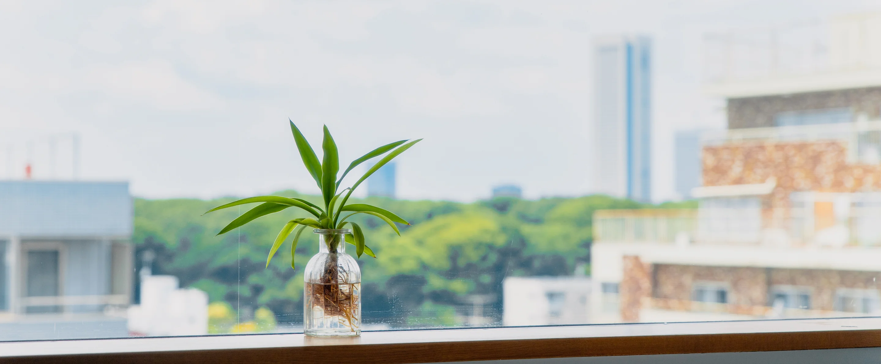 窓辺に置かれた植物と株式会社eF-4の外に広がる風景